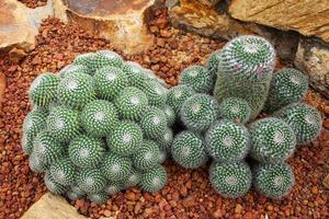 Blooming little pink flower on Mammillaria geminispina cactaceae in Desert plants and cactus Garden photo