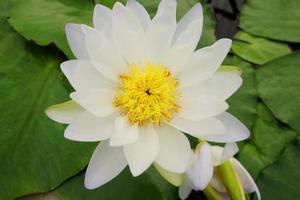 Blooming white Water lily Nymphaea stellata Willd and yellow pollen float in tranquil river garden. Tropical lotus flowers in pond. photo