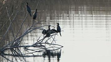 cormoranes pájaro en árbol en mar agua video