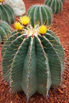 floreciente amarillo flores cactus plantas en Desierto parque y suculento jardín. gymnocalycium mihanovichii en marrón piedra pómez Roca foto