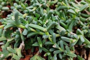 floreciente suculento plantas y verde hojas suelo cubrir en Desierto parque y cactus jardín. astridia o aizoáceas en marrón piedra pómez Roca foto