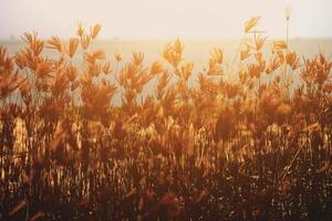 Beautiful blooming grass wild flowers fields in summertime with natural sunlight and sunset in the blue sea photo