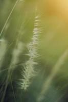 Soft Focus Beautiful grass flowers in natural sunlight Background photo