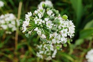 Blooming white flowers in meadow photo