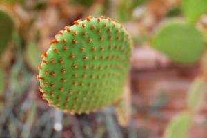 Blooming cactus plants in desert park and Succulent garden. Opuntia Microdasys on Brown pumice stone photo