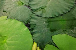 Fresco loto verde hojas con luz de sol en agua lirio estanque foto