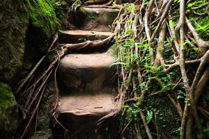 Greenery jungle with vine, Green moss and mushrooms cover and growing on rock stairs in tropical rainforest photo