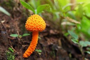 hermosa macro naranja seta creciente en selva y tropical bosque plantas foto