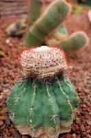 Blooming cactus plants in desert park and Succulent garden. Melocactus Bahiensis Cactaceae on Brown pumice stone photo