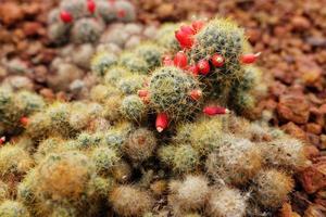 floreciente pequeño rojo flores en astrophytum ornato cactaceae en Desierto plantas y cactus jardín foto