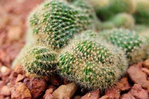 floreciente cactus plantas en Desierto parque y suculento jardín. Mammillaria alargada F. cristata en marrón piedra pómez Roca foto