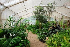 Nature Plants and flora in Greenhouse and conservatory at Queen Sirikit Botanic Garden and Arboretum, Climber trail for study about Various plant species. photo