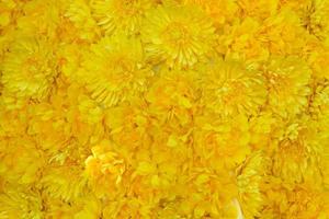 Beautiful yellow Gerbera daisy.Texture background photo