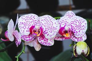 Orchid flower in tropical garden. Phalaenopsis Orchid flower.Floral background.Selective focus. photo