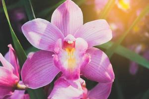 Orchid flower in tropical garden.Selective focus. photo