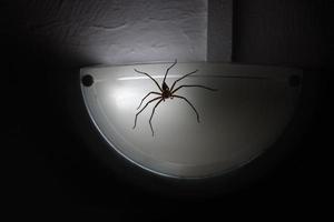 Huntsman Spider on a wall lamp photo