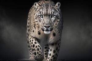 close up of a snow leopard on a black background. . photo