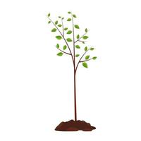 Planted tree, vector illustration