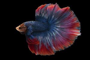 hermosa azul Betta eso tiene un rojo cola ese muestra misterio y soledad en el oscuridad en negro antecedentes. foto