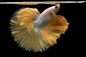 Beautiful golden betta fish fins like the princess's skirt fluttered gracefully in the moonlight in the night on black background. photo