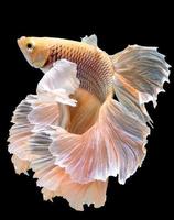 Yellow Siamese fighting fish, Movement of betta fish on black background, Studio shot. photo