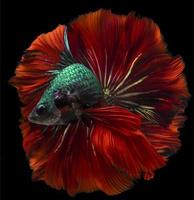 Beautiful movement of red blue Betta fish, Siamese fighting fish, Betta splendens of Thailand, isolated on black background. photo