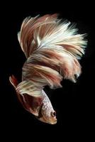 Beautiful betta fish swim, dive, and sway their fins on black background. photo