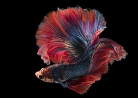 hermosa profundo azul Betta pescado brillante rojo aletas nada hermosamente y misterioso a el mismo hora en negro antecedentes. foto