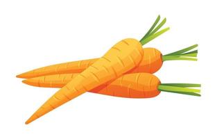 Carrots vector illustration. Fresh vegetable isolated on white background