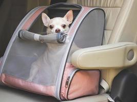 brown short hair chihuahua dog sitting in  pet carrier backpack with opened windows in car seat. Safe travel with pets concept. photo