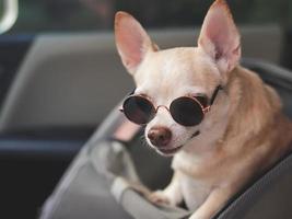 marrón corto pelo chihuahua perro vistiendo Gafas de sol en pie en mascota portador mochila con abrió ventanas en coche asiento. seguro viaje con mascotas concepto. foto