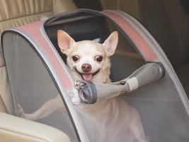 brown short hair chihuahua dog sitting in  pet carrier backpack with opened windows in car seat. Safe travel with pets concept. photo