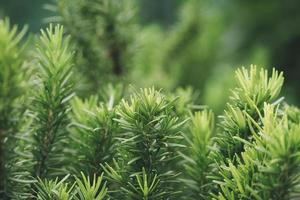 Fresh green rosemary herbal texture background photo