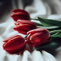 Passionate Red Tulips, A Vibrant Still Life photo