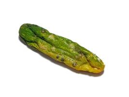 Isolated white photo of a cucumber that has shrunk, started to rot and has mold.