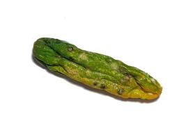 Isolated white photo of a cucumber that has shrunk, started to rot and has mold.