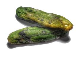 Isolated white photo of a cucumber that has shrunk, started to rot and has mold.