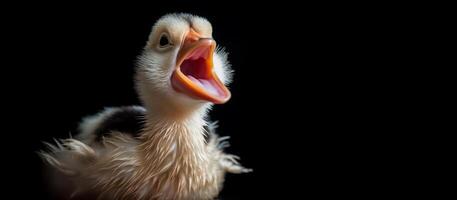 screaming funny duck on black background copy space photo