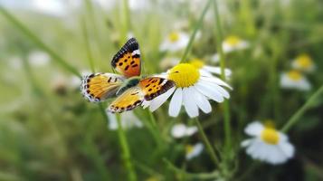 Photo the yellow orange butterfly is on the white pink flowers in the green grass fields, generat ai