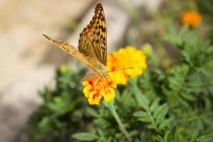 Argynnis paphia butterfly on the flower photo