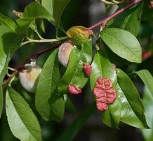 Peach Leaf Curl ---Taphrina deformans--Peach Leaf,Rhineland,Germany photo