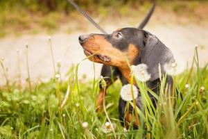 retrato de un lindo perro salchicha en un campo de dientes de león foto