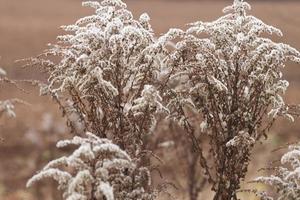 Dry soft flowers in the field on beige background. photo