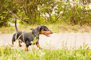 portrait of a cute dachshund dog on a leash in the park photo