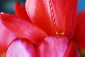 red open tulip. Flower pattern background. tulip petals macro photo