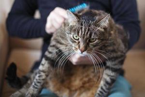 a man combs the fur of his pet gray cat with brush photo