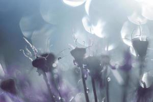 a drop of water on a flower. wild onions closeup. wild leek background. abstract flower background photo