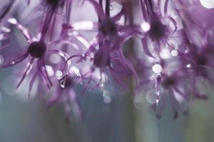 a drop of water on a purple flower. wild onions closeup. wild leek background. abstract flower background photo