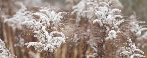 Dry soft flowers in the field on beige background. photo