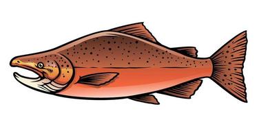 masculino chinook salmón pescado vector